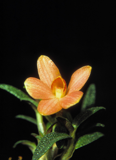 Dendrobium cuthbertsonii