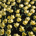 Skagit Valley Tulips