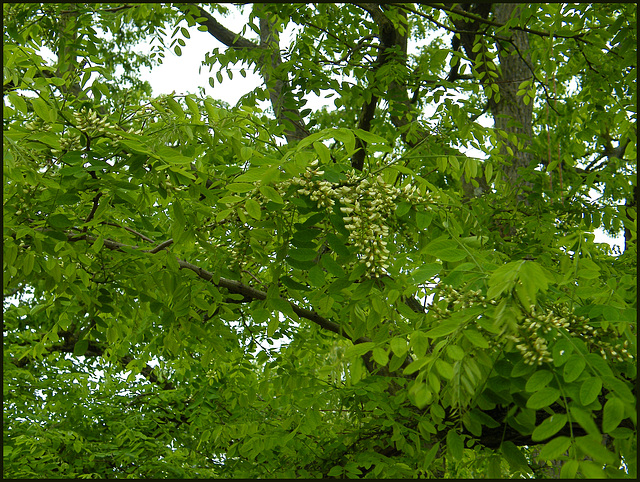 Robinia