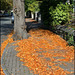 fallen leaves