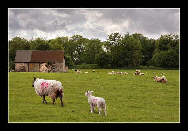 Sheep field