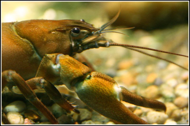 crayfish