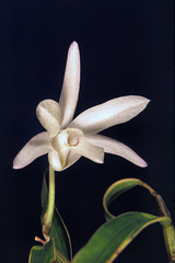 Dendrobium moniliforme