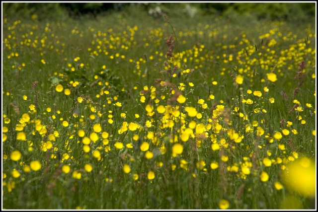 buttercups