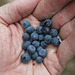 Wild Blueberries