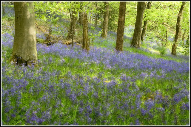 Bluebell Woods