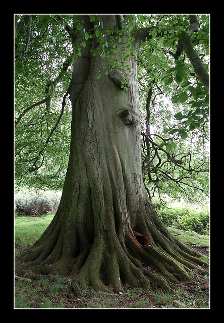 Wounded tree