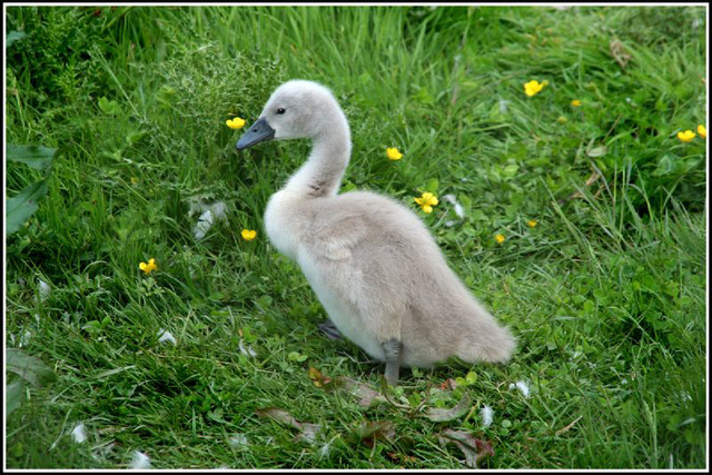 Cygnet