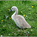 Cygnet