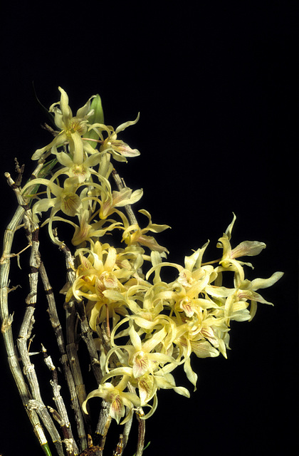 Dendrobium Chinsai