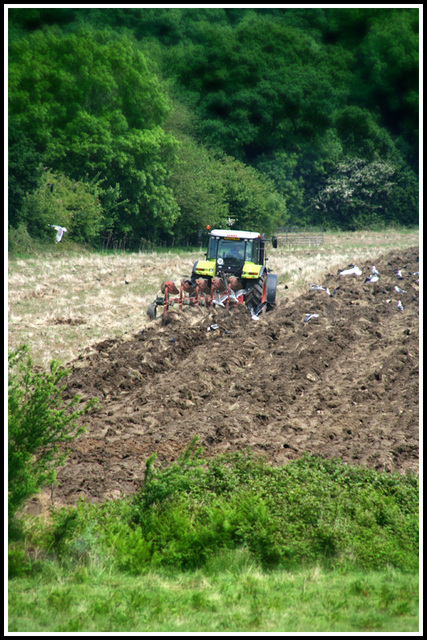 ploughing the field