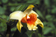 Dendrobium cariniferum