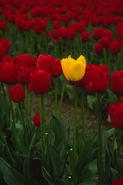 Skagit Valley Tulips