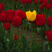 Skagit Valley Tulips