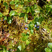 Montia fontana subsp chondrosperma- Montie printanière - Montie naine