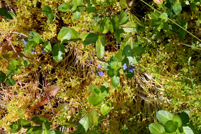 Montia fontana subsp chondrosperma- Montie printanière - Montie naine
