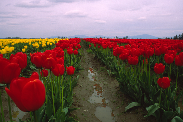 Skagit Valley Tulips