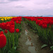 Skagit Valley Tulips