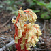 Pinesap (Monotropa hypopithys)