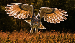 Eagle Owl