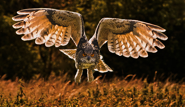 Eagle Owl