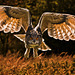 Eagle Owl