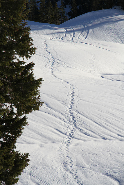 Snowshoe Trail