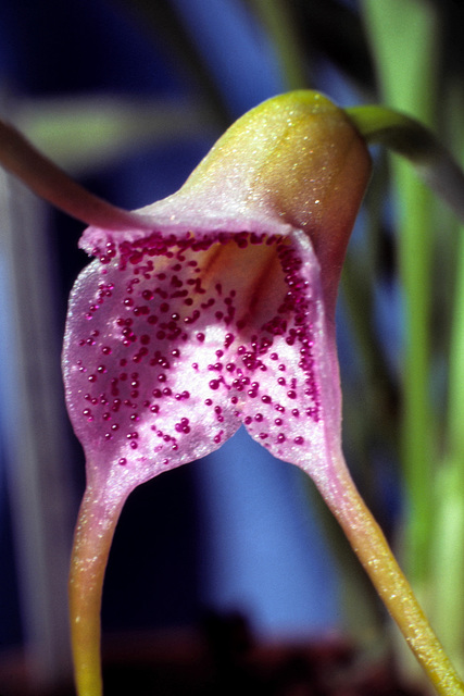 Masdevallia glandulosa