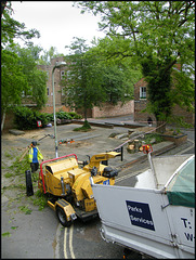 tree felling at Mount Place