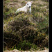 Mint sauce