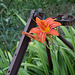 Hemerocallis fulva