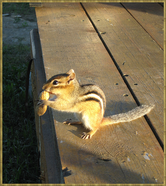 Mignon petit suisse!