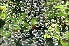 cobweb droplets