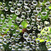 cobweb droplets