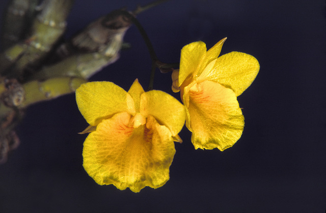 Dendrobium capillipes