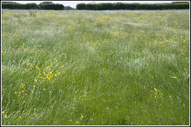 wind in the grass