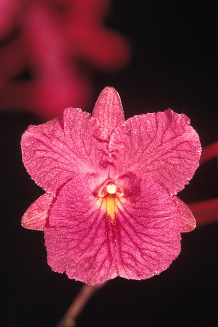 Broughtonia sanguinea 'La Selva'