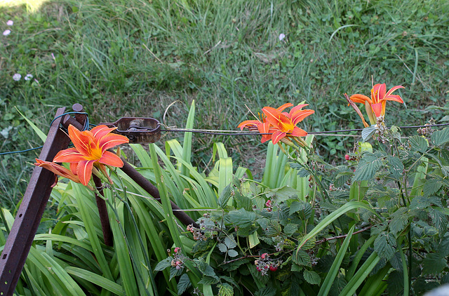 Hemerocallis fulva (2)