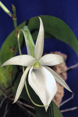 Angraecum leonis