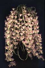 Dendrobium primulinum 'Micah Jackson'