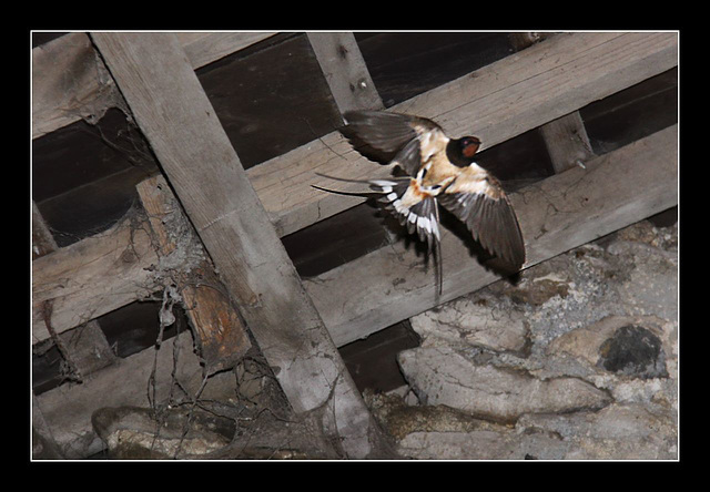 Swallow in flight