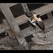 Swallow in flight