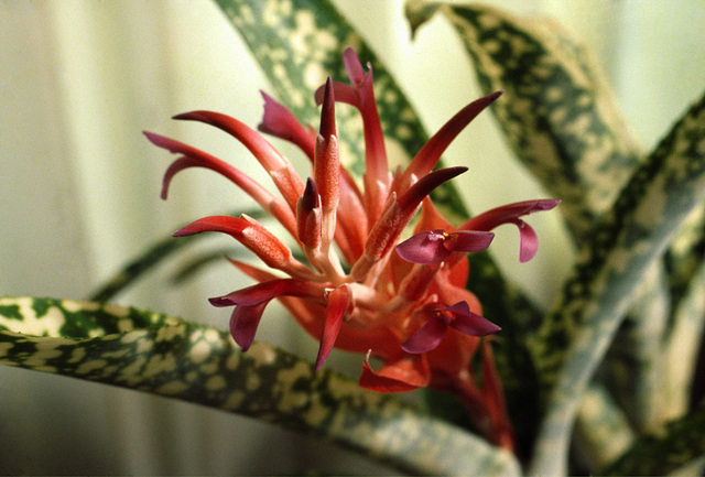 Billbergia Fantasia