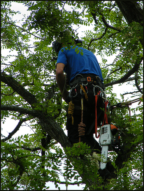 tree surgeon at work