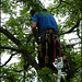 tree surgeon at work