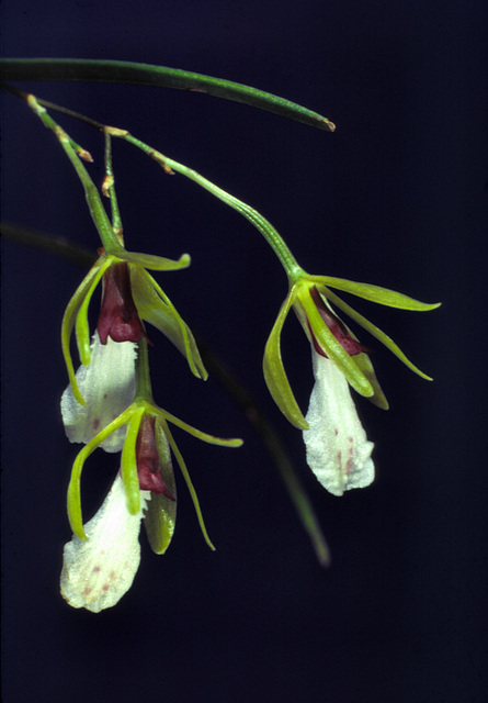 Encyclia cyano-columna
