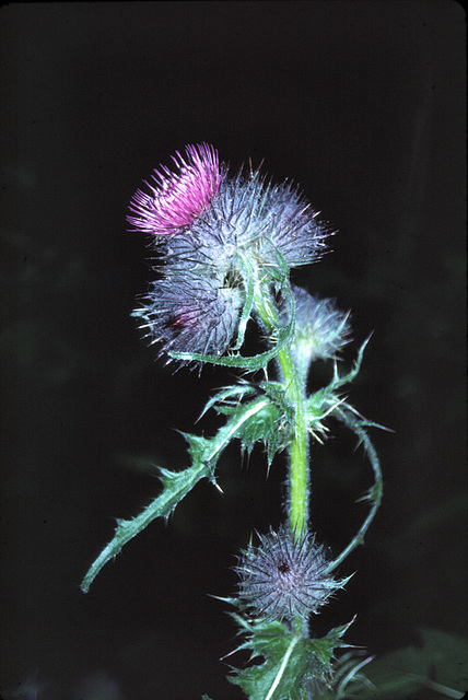 Scotch Thistle (Onopordum acanthium)