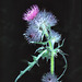 Scotch Thistle (Onopordum acanthium)