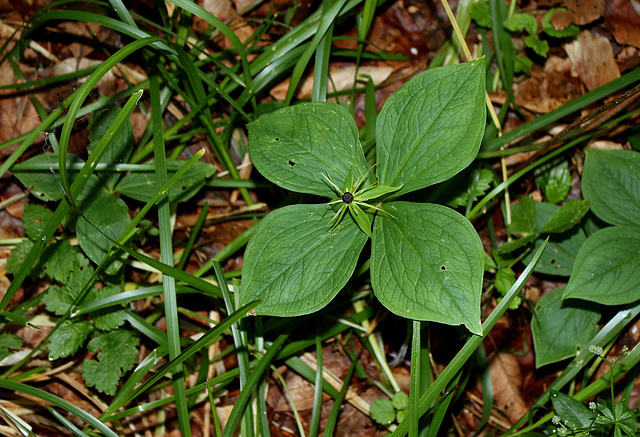 Paris quadrifolia - Parisette (2)