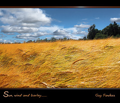 sun wind and barley